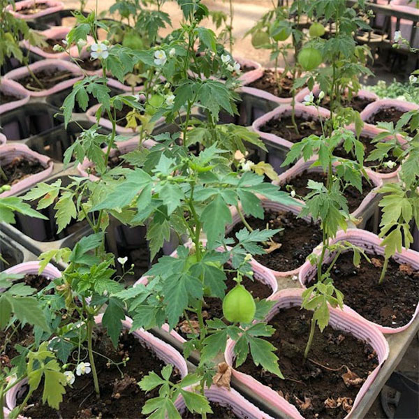 風船かずら(ふうせんかずら)　3-3.5号ポット*