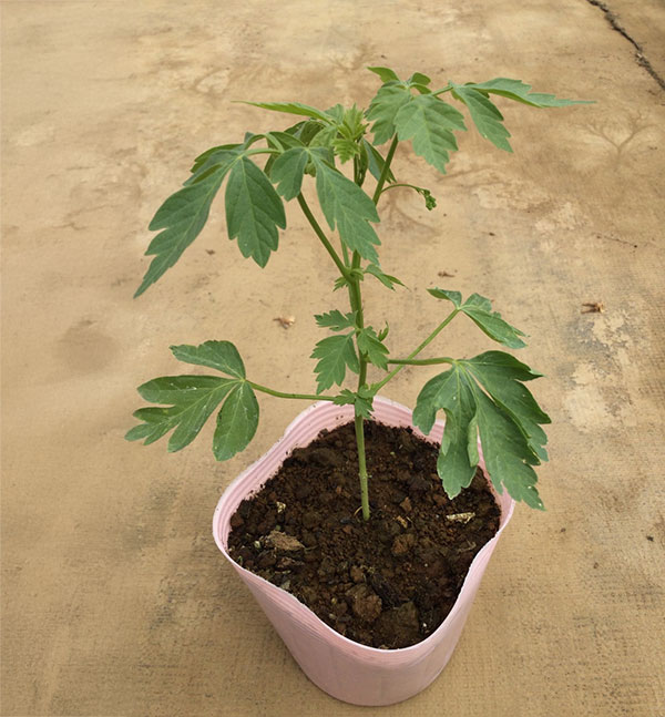 風船かずら(ふうせんかずら)　3-3.5号ポット*