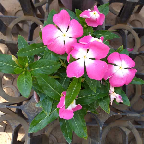 [26年6月中下旬予約]ニチニチソウ（這性）：メディトレニアン　ピンクハロー3～3.5号ポット