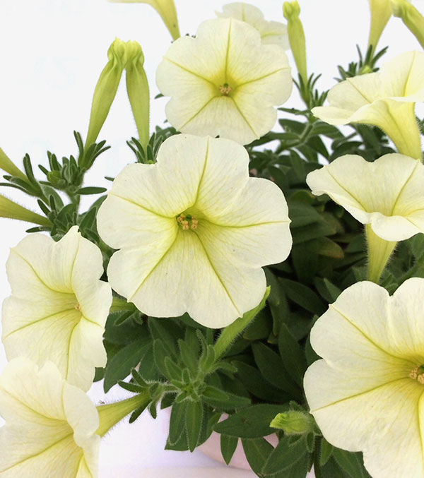 [26年5月中下旬予約]ペチュニア：華劇（かげき）　クリーム3.5号ポット