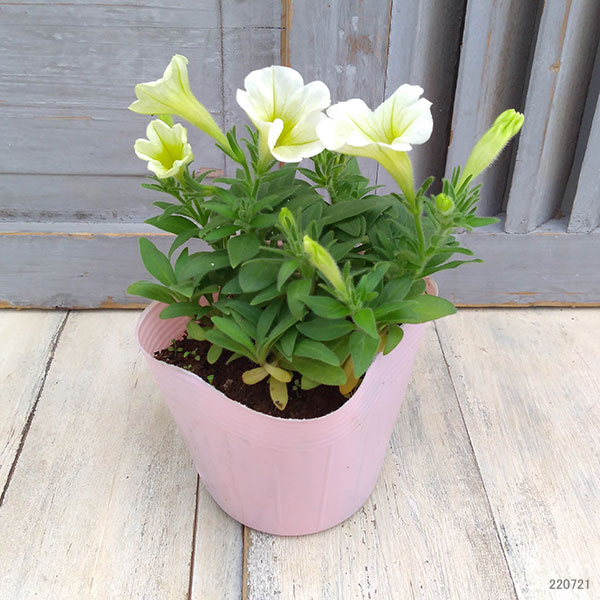 [26年5月中下旬予約]ペチュニア：華劇（かげき）　クリーム3.5号ポット