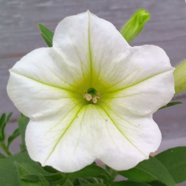 [26年5月中下旬予約]ペチュニア：華劇（かげき）　クリーム3.5号ポット