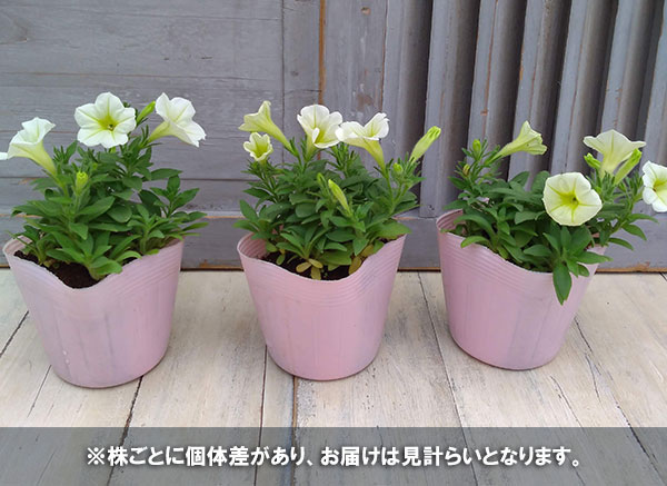 [26年5月中下旬予約]ペチュニア：華劇（かげき）　クリーム3.5号ポット