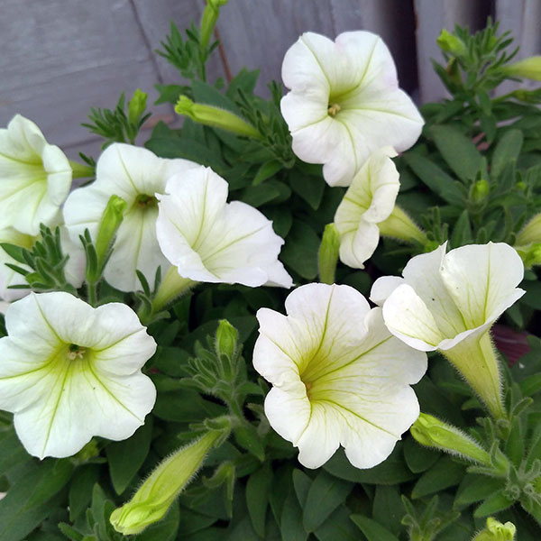 [26年5月中下旬予約]ペチュニア：華劇（かげき）　クリーム3.5号ポット