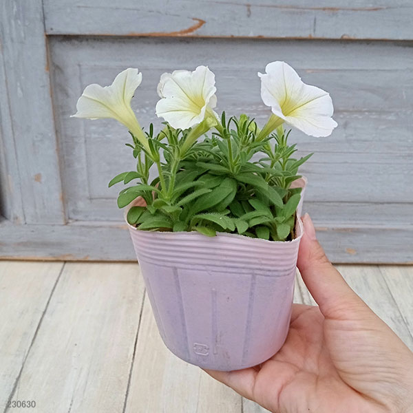 [26年5月中下旬予約]ペチュニア：華劇（かげき）　クリーム3.5号ポット