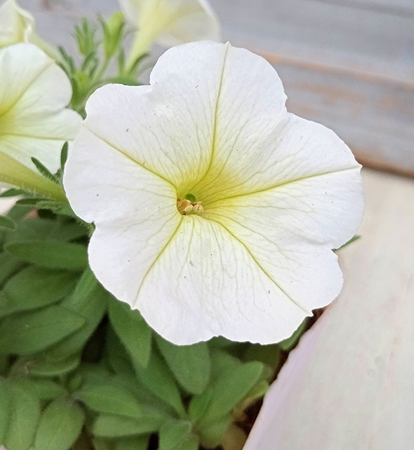 [26年5月中下旬予約]ペチュニア：華劇（かげき）　クリーム3.5号ポット