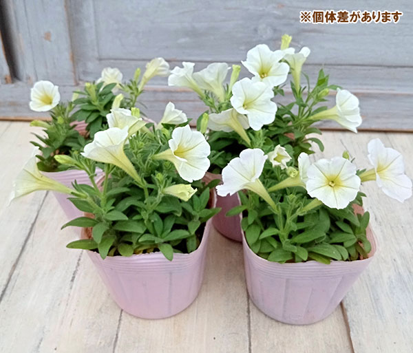 [26年5月中下旬予約]ペチュニア：華劇（かげき）　クリーム3.5号ポット