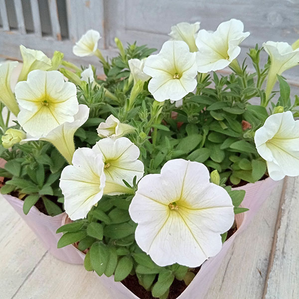 [26年5月中下旬予約]ペチュニア：華劇（かげき）　クリーム3.5号ポット