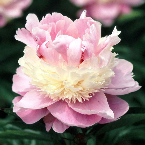 シャクヤク（芍薬）：ソルベット4号ポット