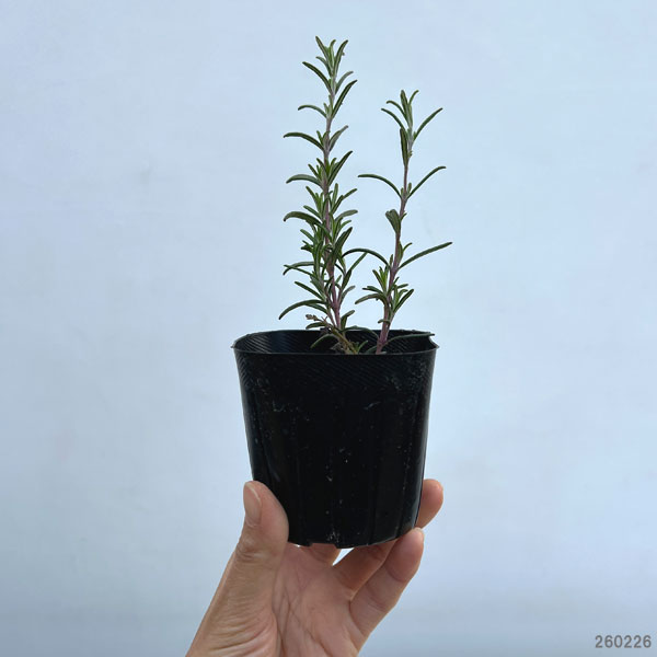 グランドカバー（約1平方米分）：ローズマリー（半ほふく性）：モーツアルトブルー3号ポット16株セット