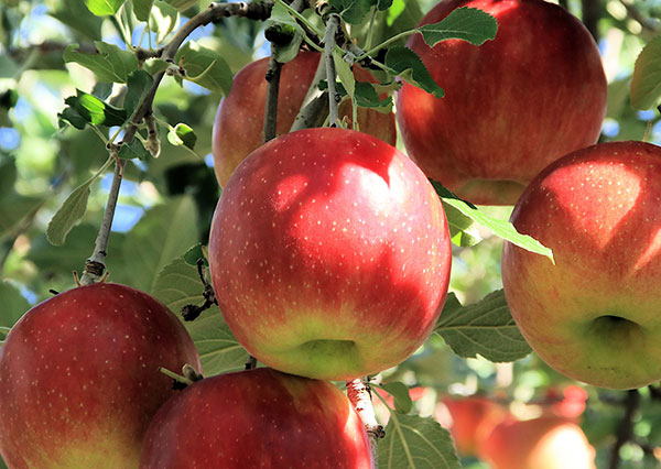 リンゴ：コウギョク（紅玉）4～5号ポット＊