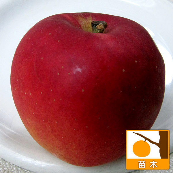 リンゴ：コウギョク（紅玉）4～5号ポット＊