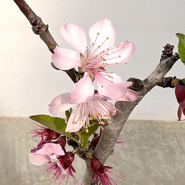 アーモンド4～5号ポット＊＊