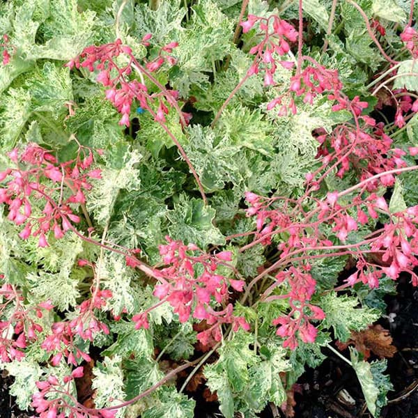 ヒューケラ:モネ3.5号ポット