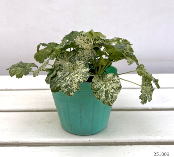 ヒューケラ:モネ3.5号ポット