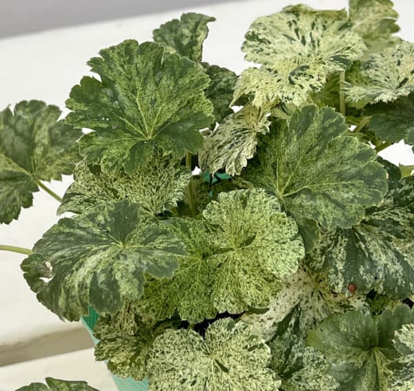 ヒューケラ:モネ3.5号ポット