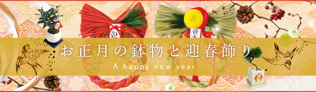 冬の鉢花特集:お正月の鉢物と迎春飾り