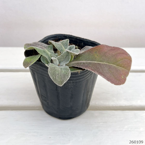 宿根ヤグルマソウ3号ポット