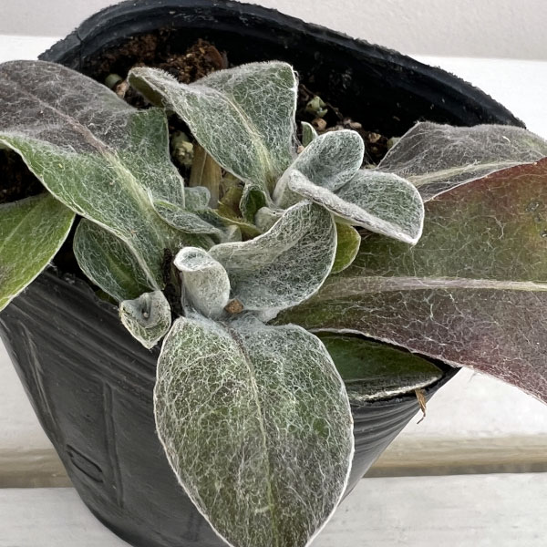 宿根ヤグルマソウ3号ポット