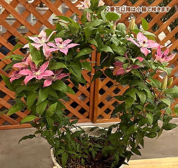 園芸ネット本店｜クレマチス：ピンクファンタジー6号鉢植え(ジャック