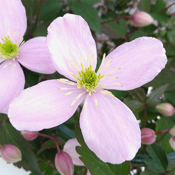 クレマチス：ピンクパーフェクション6号鉢植え の通販 | 園芸ネット