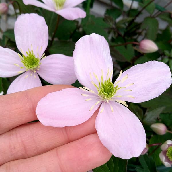 クレマチス：ピンクパーフェクション6号鉢植え の通販 | 園芸ネット