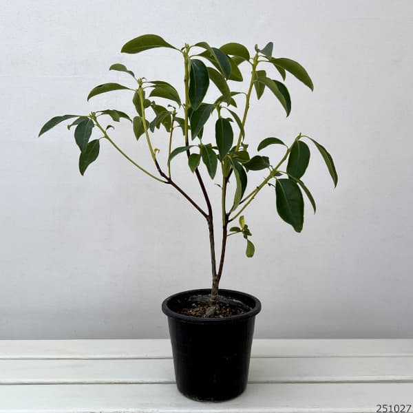 カルミア:スティールウッド5号ポット