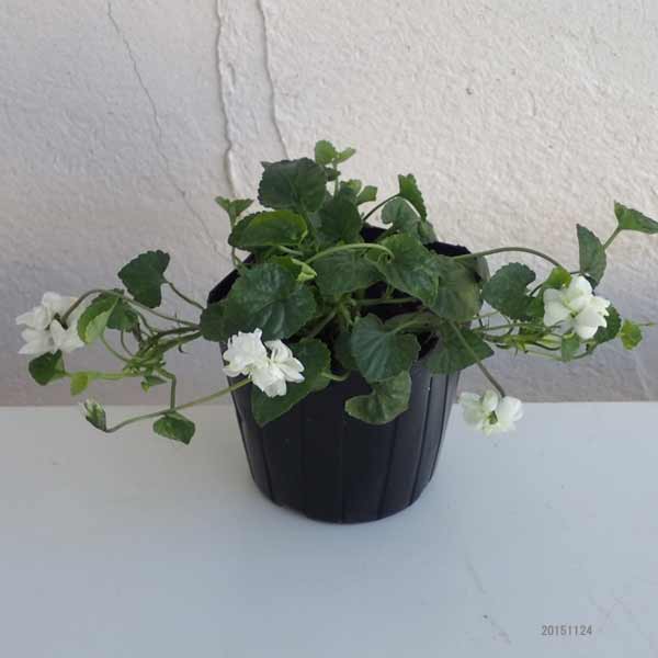 ニオイスミレ：ホワイト八重咲き3号ポット