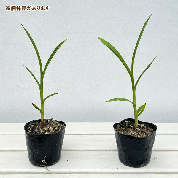 シラン(紫蘭):白花3号ポット