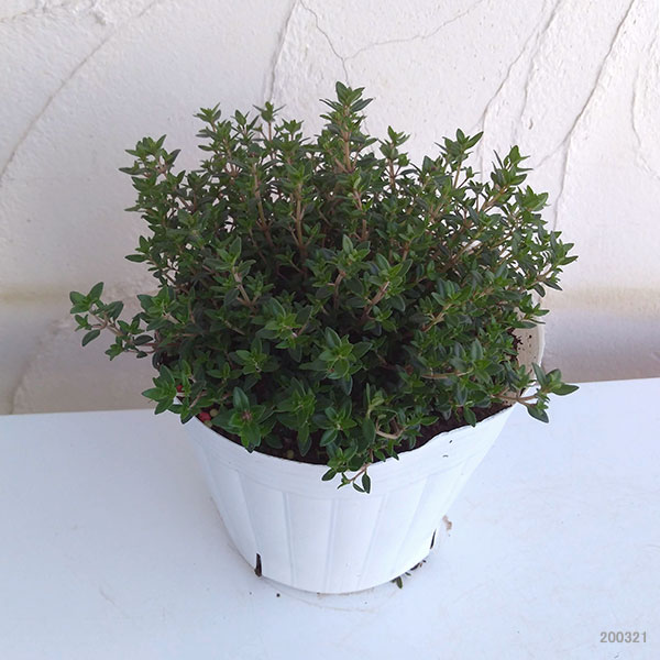 香るアロマタイム　根付き苗　分割5苗 タイム：フレンチタイム5号ポット の通販 | 園芸ネット