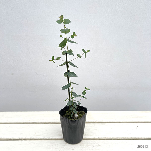 ユーカリ:アップルボックス3号ポット