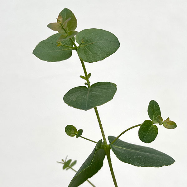 ユーカリ:アップルボックス3号ポット