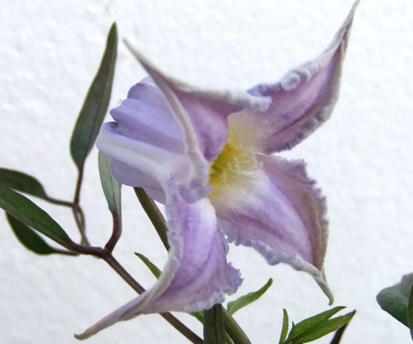 クレマチス　クリスパエンジェル実生苗　ネコポス発送‼️ 2025年最新】クリスパエンジェルの人気アイテム - メルカリ