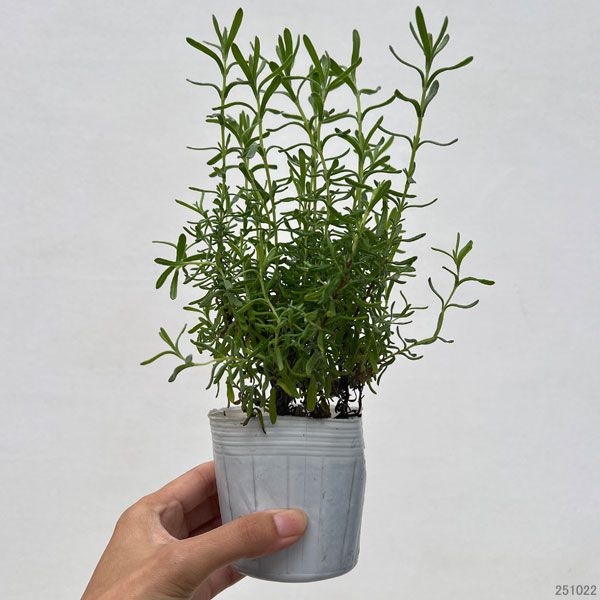 フレンチラベンダー（ストエカス系）：キューレッド3号ポット