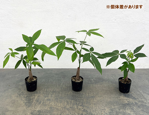 パキラ:実生仕立てのパキラ 2号ポット