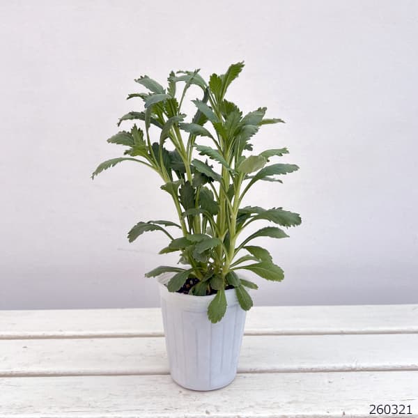 スカビオサ:スクープ マシュマロインプ(IMPROVED)3.5号ポット 3株セット