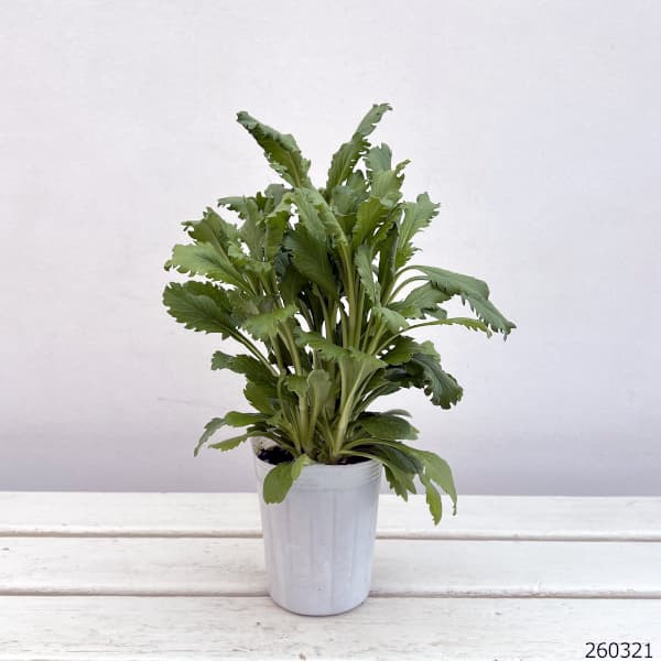 スカビオサ:フォーカルスクープ パープルレース3-3.5号ポット 12株セット