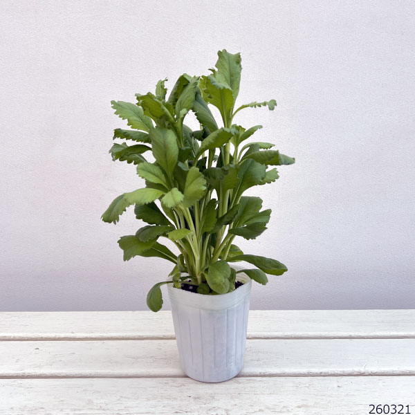 スカビオサ：ボンボンスクープ フレンチバニラ3.5号ポット 3株セット