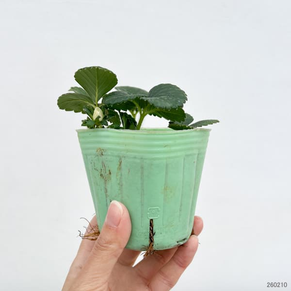 イチゴ（一季なり）：レッドパール3号ポット