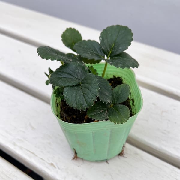 イチゴ（一季なり）：レッドパール3号ポット