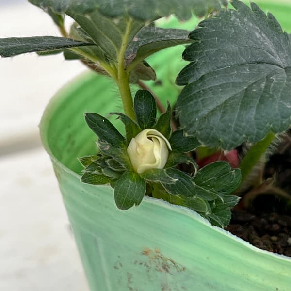 イチゴ（一季なり）：レッドパール3号ポット