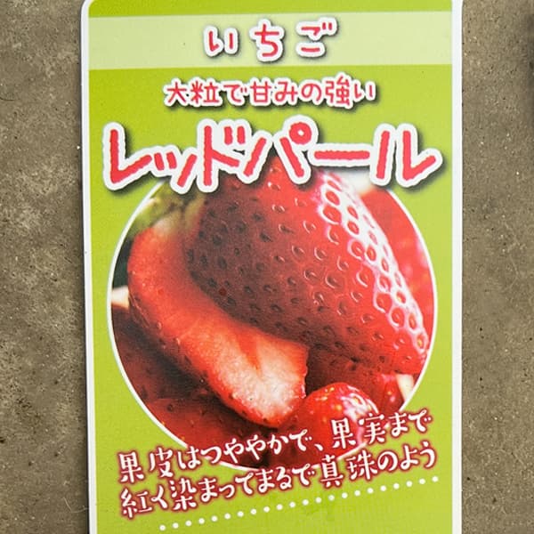 イチゴ（一季なり）：レッドパール3号ポット