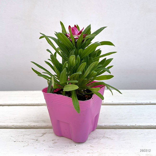 ヘリクリサム：パステルNEO　ピンク3.5号ポット