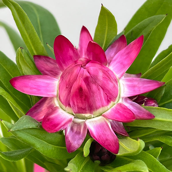 ヘリクリサム：パステルNEO　ピンク3.5号ポット