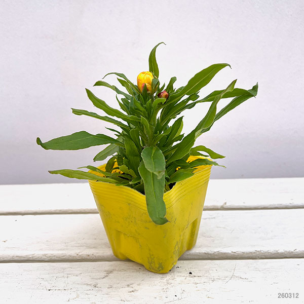 ヘリクリサム：パステルNEO　イエロー3.5号ポット