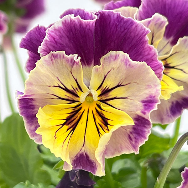 MSKガーデン中大輪フリンジパンジー：フレンチカンカン　マジェンタドレス3号ポット