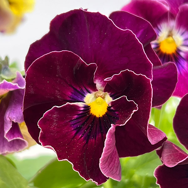 MSKガーデン中大輪フリンジパンジー：フレンチカンカン　マジェンタドレス3号ポット