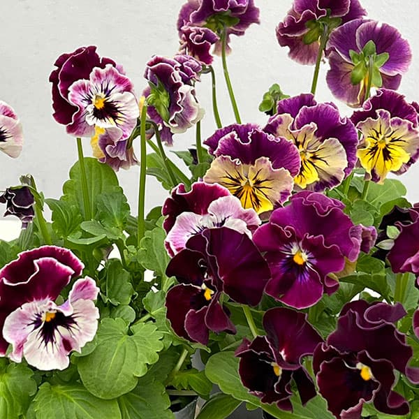 MSKガーデン中大輪フリンジパンジー：フレンチカンカン　マジェンタドレス3号ポット