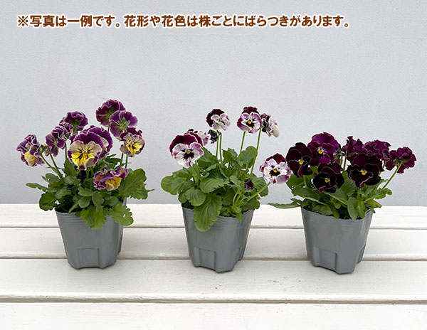 MSKガーデン中大輪フリンジパンジー：フレンチカンカン　マジェンタドレス3号ポット
