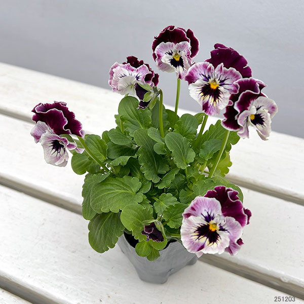 MSKガーデン中大輪フリンジパンジー：フレンチカンカン　マジェンタドレス3号ポット